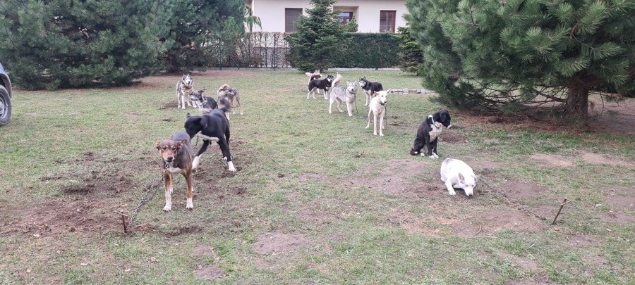 Environmentální program - V pohybu HUSKY